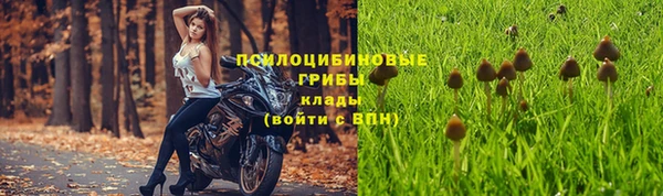 крисы Алзамай
